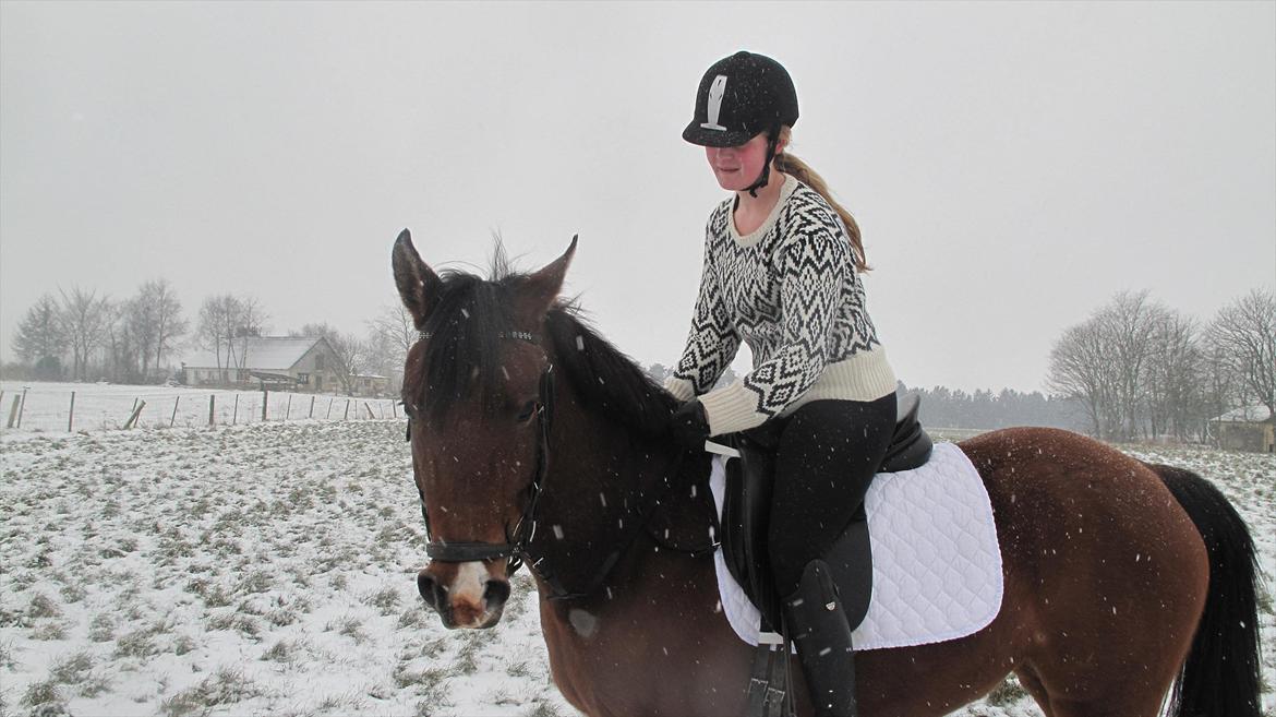 DSP Møgelholtgårds Kiss Me - Vi er allerede gode venner<3  billede 3