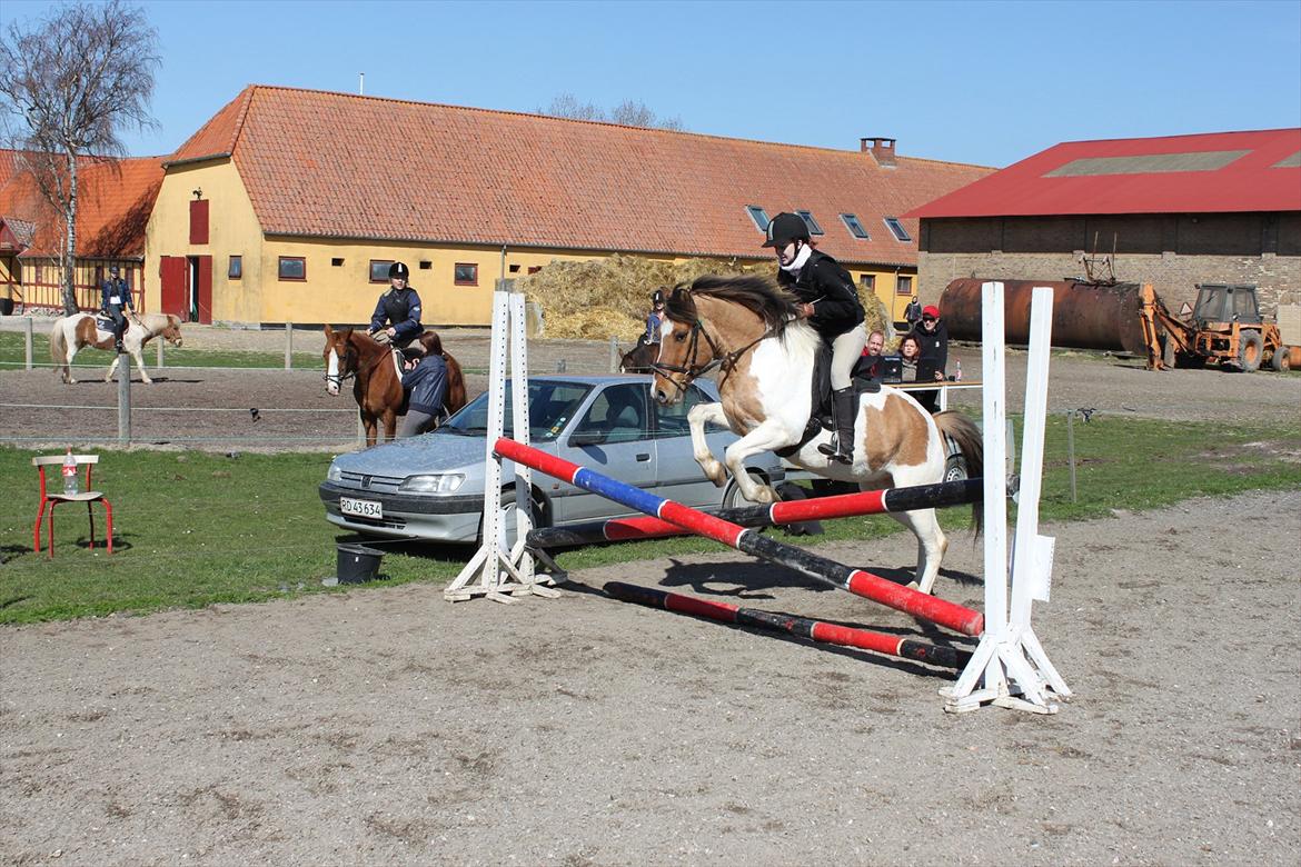 Anden særlig race Tristan - Mere spring stævne <3
 billede 7