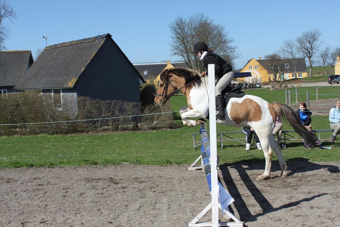 Anden særlig race Tristan - Spring stævne <3 billede 8