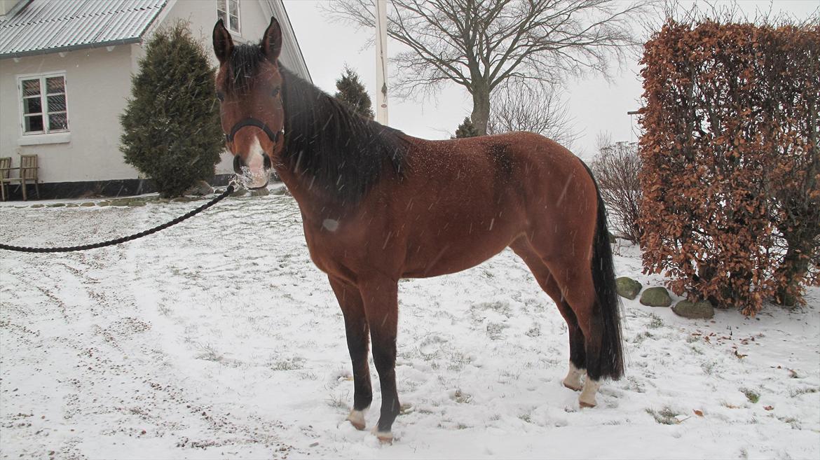 DSP Møgelholtgårds Kiss Me - Før vi ordnede og rykkede hendes man! billede 4