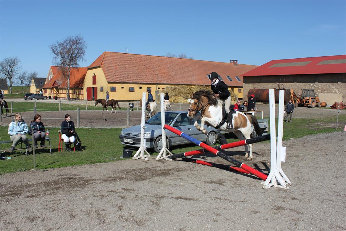 Anden særlig race Tristan - Spring stævne <3 billede 9