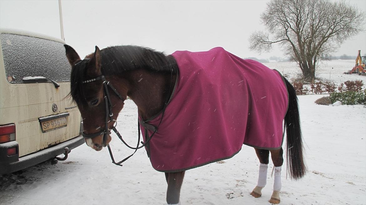 DSP Møgelholtgårds Kiss Me - Da vi havde gjort hende fin! <3 
Foto Julie billede 5