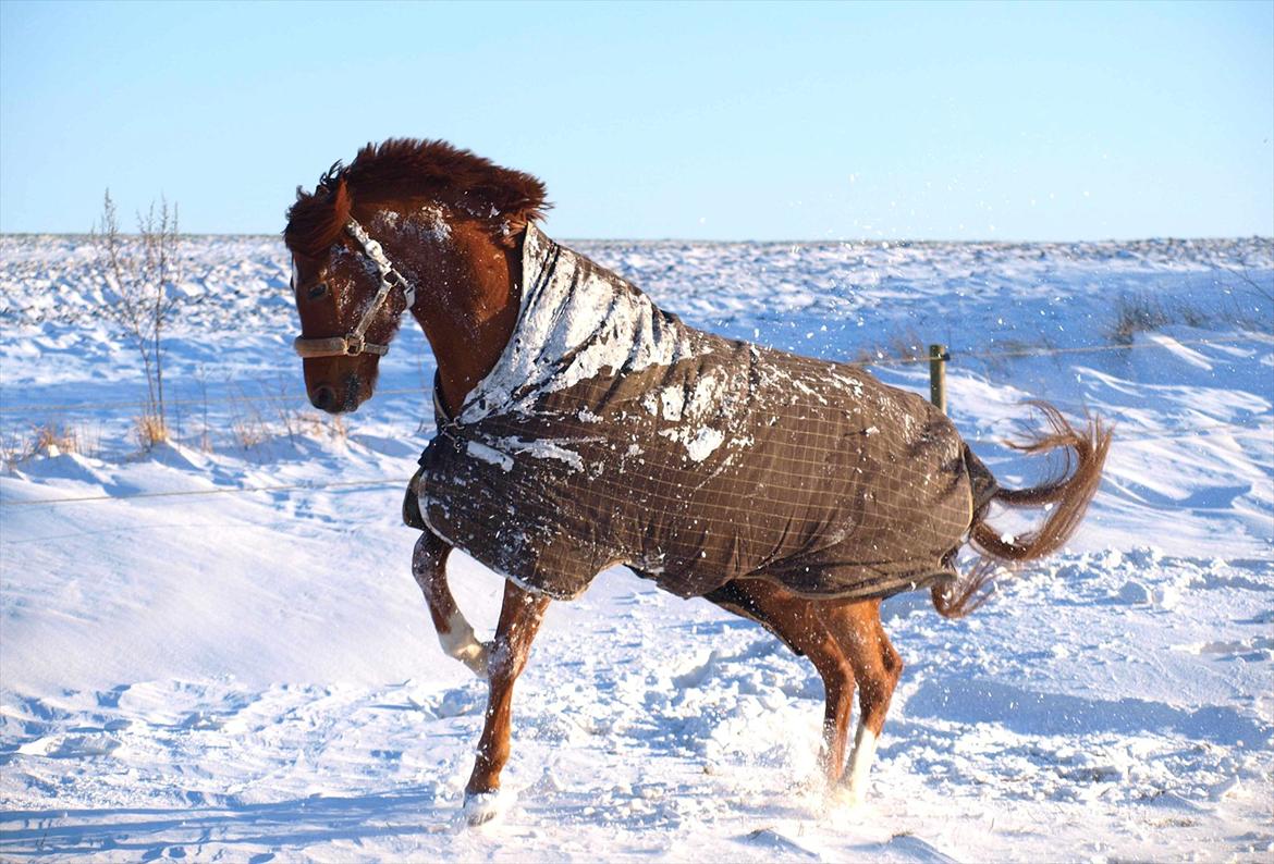 DSP Nørlunds Vivaldi - Min lækre pony i sneen <3 billede 7