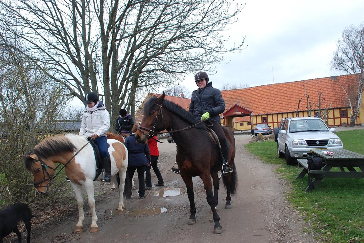 Anden særlig race Tristan - Venter ved start til distancen da hesten får øje på hunden xD billede 12