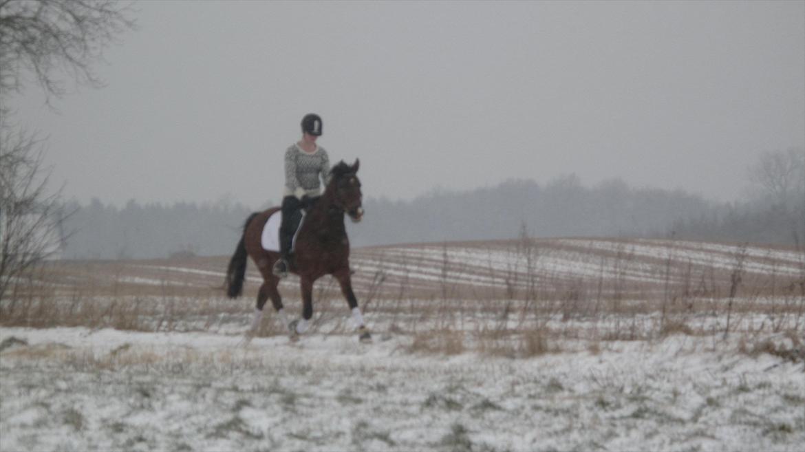 DSP Møgelholtgårds Kiss Me - Vild trav hen ad vejen:) billede 2