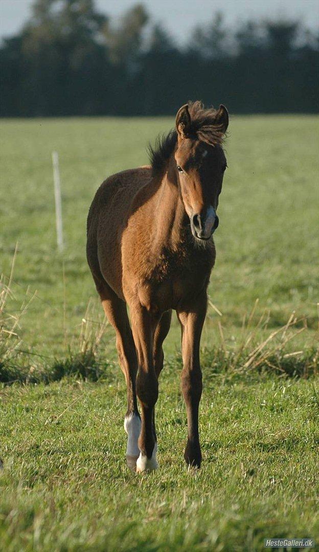 DSP Møgelholtgårds Kiss Me - Nuttet lille pony! 
Foto Millie billede 6