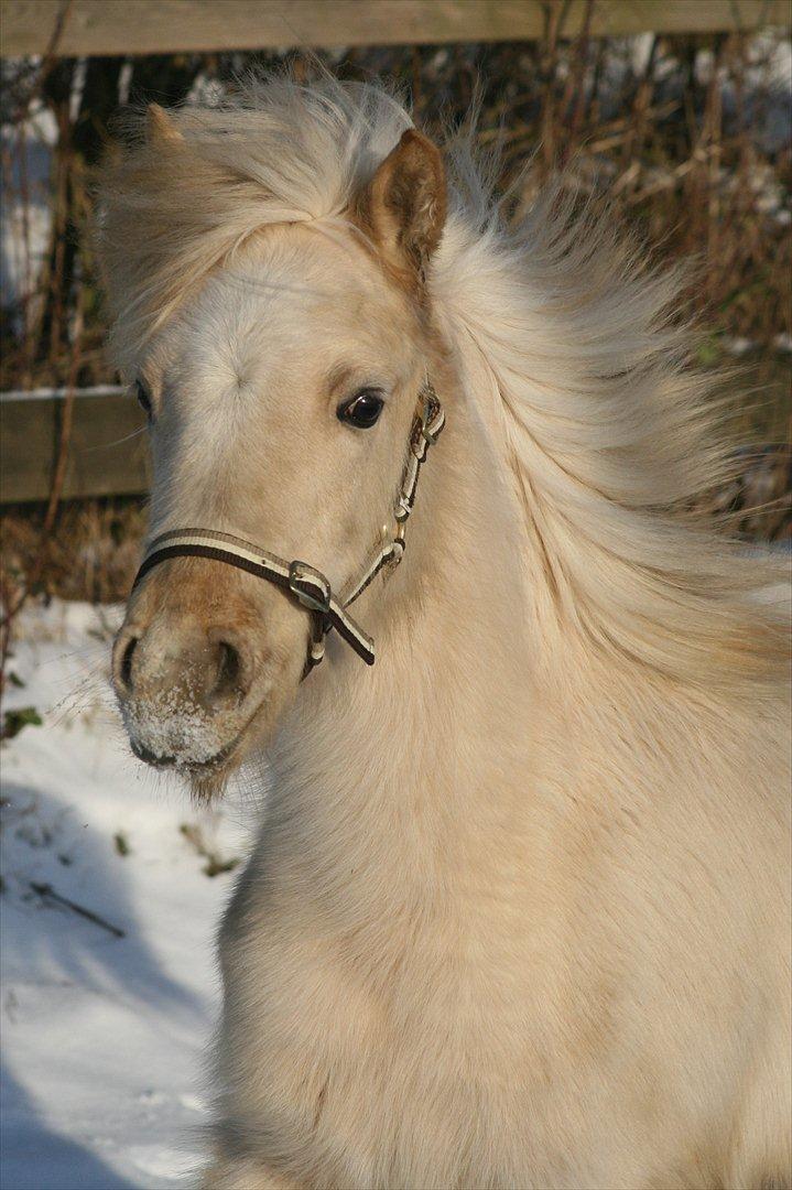 Welsh Partbred (Sec F) Magnificent Mila - D. 30.01.12 billede 12