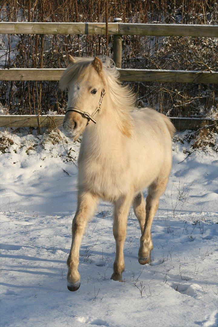 Welsh Partbred (Sec F) Magnificent Mila - D. 30.01.12 billede 13