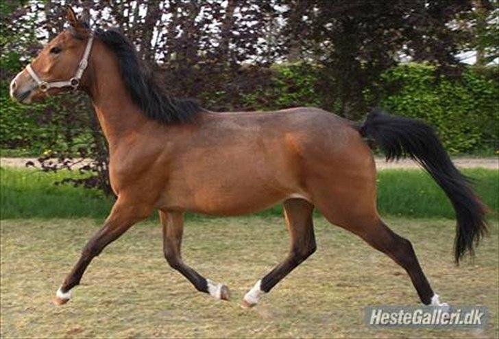 DSP Møgelholtgårds Kiss Me - "Se hvor jeg kan!"
Foto Mille billede 7