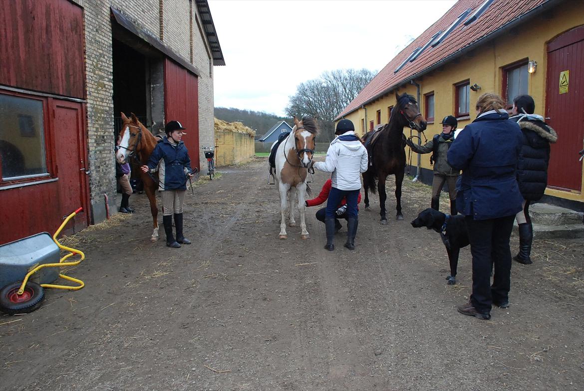 Anden særlig race Tristan - Tjek efter stævnet <3 billede 14