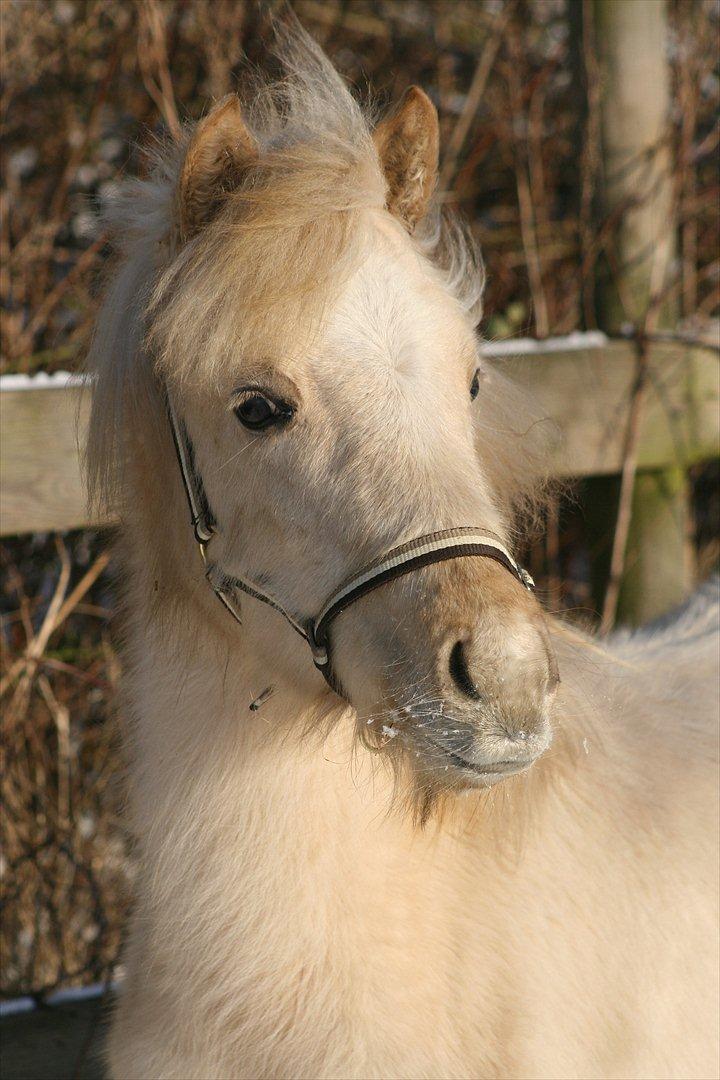 Welsh Partbred (Sec F) Magnificent Mila - D. 30.01.12 billede 14