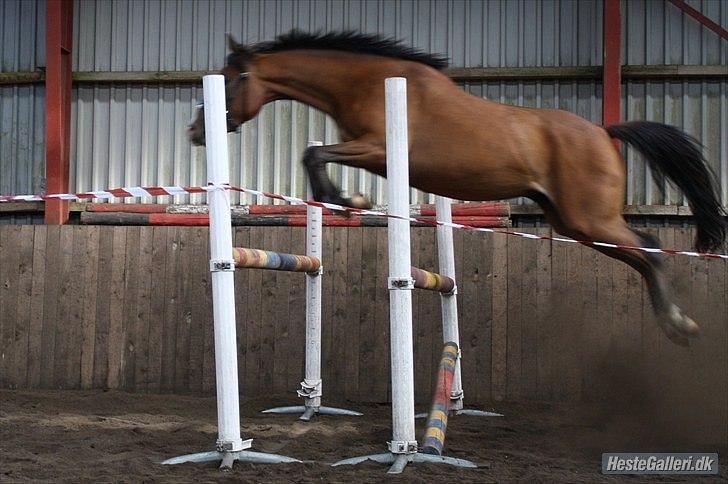 DSP Møgelholtgårds Kiss Me - "Jeg kan også springe!"
Foto Mille billede 8