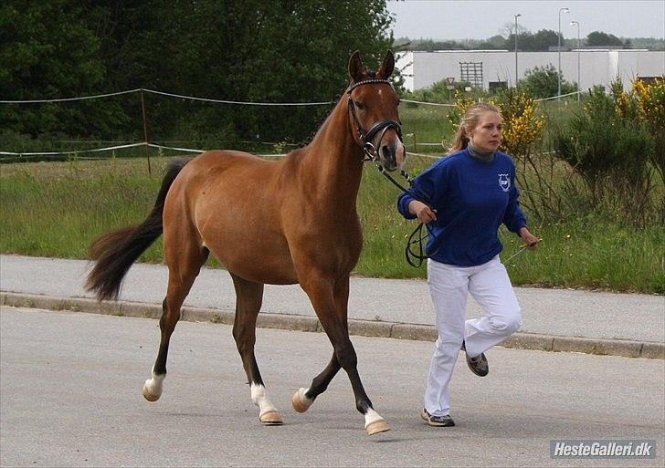DSP Møgelholtgårds Kiss Me - Til kåring!
Foto Mille billede 9