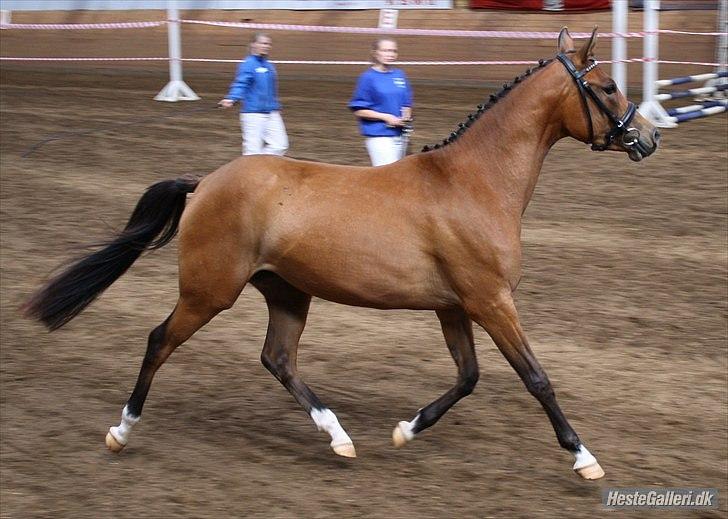 DSP Møgelholtgårds Kiss Me - Igen til kåring:)
Foto Mille billede 10