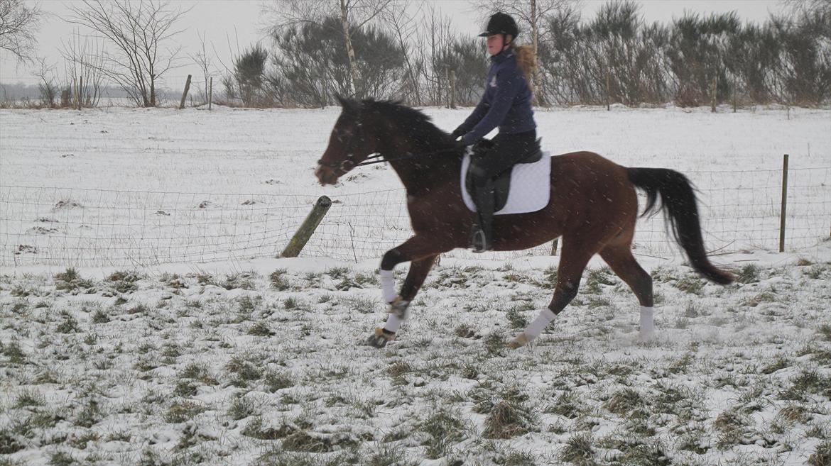 DSP Møgelholtgårds Kiss Me - Galop i sneen!
Foto Julie billede 11