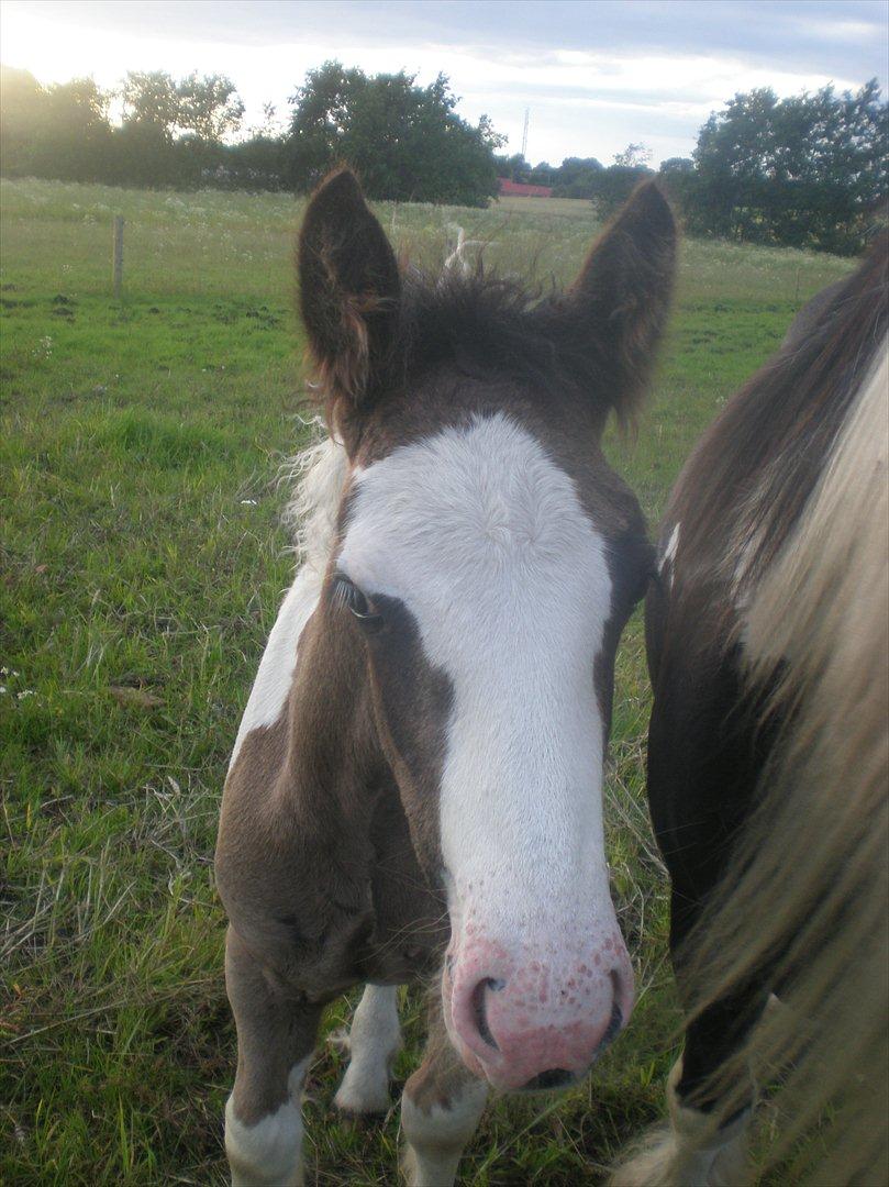 Irish Cob Orlando billede 1