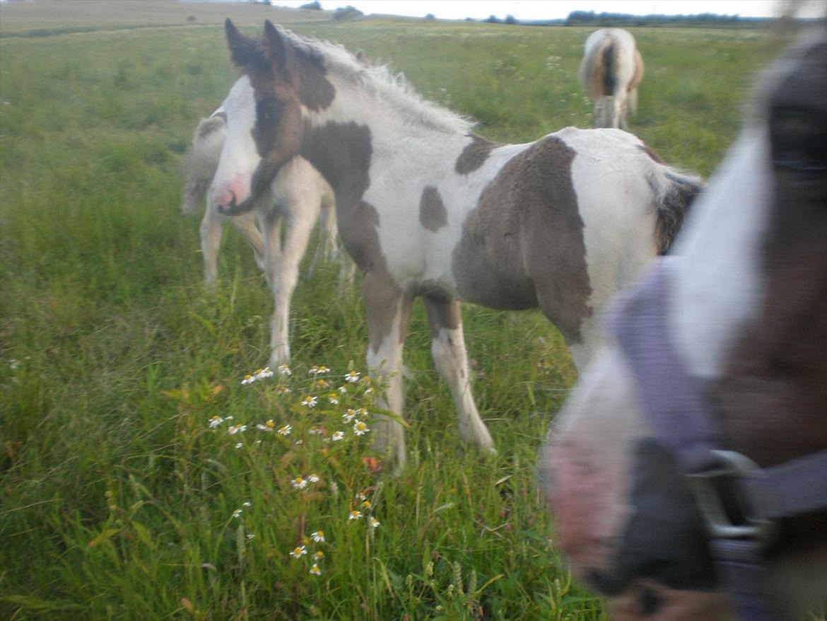 Irish Cob Orlando billede 3