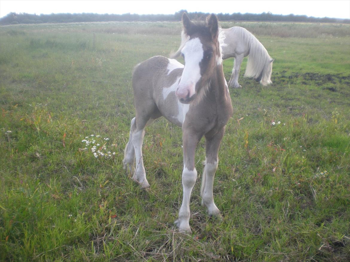 Irish Cob Orlando billede 4
