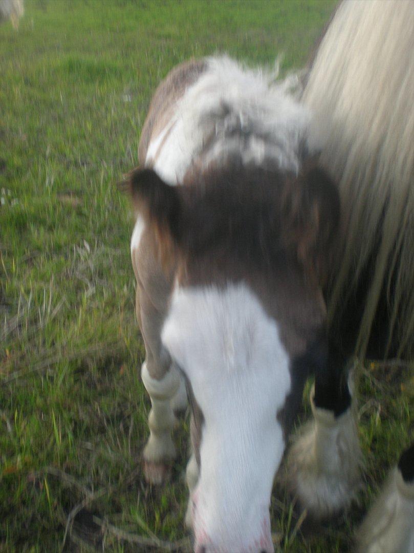 Irish Cob Orlando billede 5