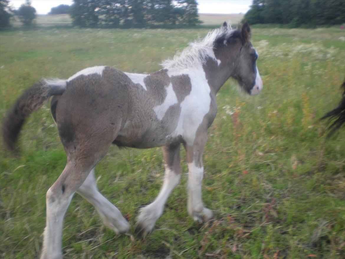 Irish Cob Orlando billede 6