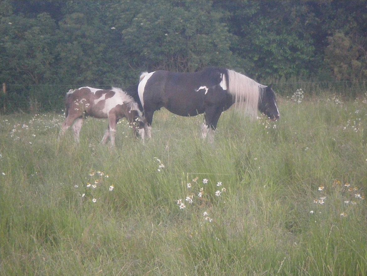 Irish Cob Orlando billede 7