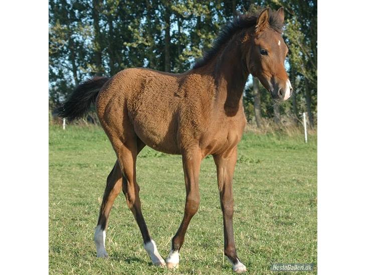 {{currentPhoto.altText}} billede {{currentPhoto.number}}