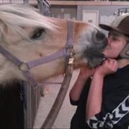 Fjordhest Regina Godhaab <3 