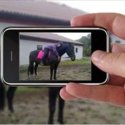 Oldenborg Mølgaard's Asmina R.I.P.