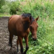 Holstener Pantene Pro-V (Godnat min prinsesse)