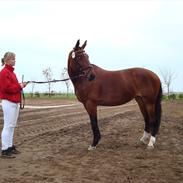 Dansk Varmblod Felicia