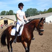 Dansk Varmblod Felicia