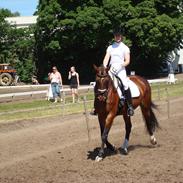 Dansk Varmblod Felicia