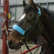 Anden særlig race Apache