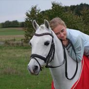 Welsh Pony af Cob-type (sec C) Lyngvejens Favorit