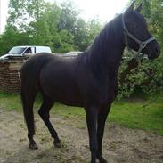 Arabisk fuldblod (OX) Falkhans Barrani