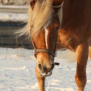 Haflinger Malou
