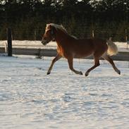 Haflinger Malou