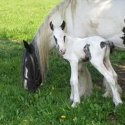 Irish Cob Pappas niño