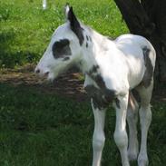 Irish Cob Pappas niño