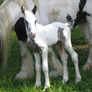 Irish Cob Pappas niño