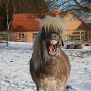 Shetlænder Silver