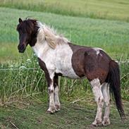 Islænder Fáni fra Lille Ensted