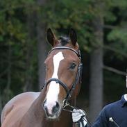 Norsk Varmblod  Adonis