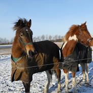 Anden særlig race Cassiopeia (tidligere part)