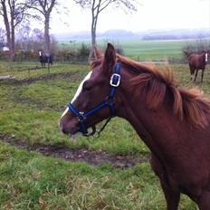 Dansk Varmblod Sassy Silke