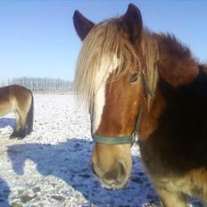 Anden særlig race Emmelie