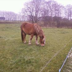 Anden særlig race Emmelie