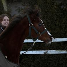 Arabisk fuldblod (OX) CAPH AL CAVKAP OX ** solgt**