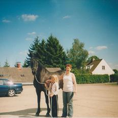 Dansk Varmblod Blue Body Butler  639