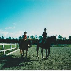 Dansk Varmblod Blue Body Butler  639